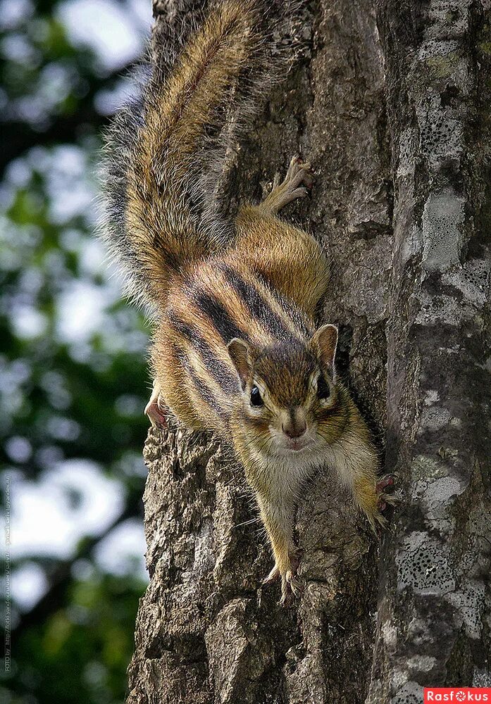 бурундук приморье. азиатский сибирский бурундук. азиатских бурундуков (tamias sibiricus). бурундук приморье. сибирский бурундук пермского края.