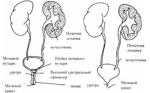 Мочеточник почечная лоханка мочеиспускательный канал мочевой пузырь. Почки мочеточники мочевой пузырь. Лоханка мочеточник мочевой пузырь. Мочеточники и мочевой пузырь анатомия. Схема почек и мочеточников мужская.