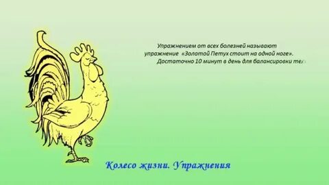 Польза золотого петуха
