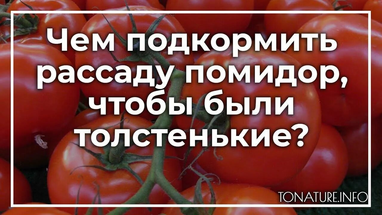 Чем подкормить рассаду помидор. Чем подкормить рассаду помидор чтобы были толстенькие. чем подкормить рассаду помидор чтобы были толстенькие стебли. подкормка рассады томатов чтобы были толстенькие народными. чтобы рассада помидор не вытягивалась была толстенькой.