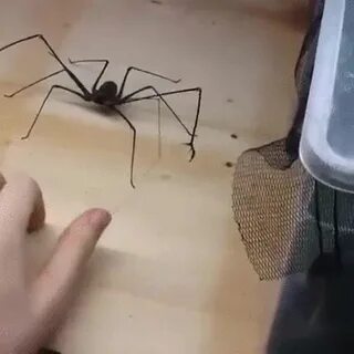 Видео где пауки