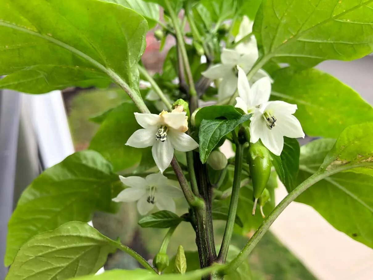 Перцы остановились. Пеппер цветок. Цветение халапеньо фото. Peppercorn цветы. Cayenne Pepper Plant.