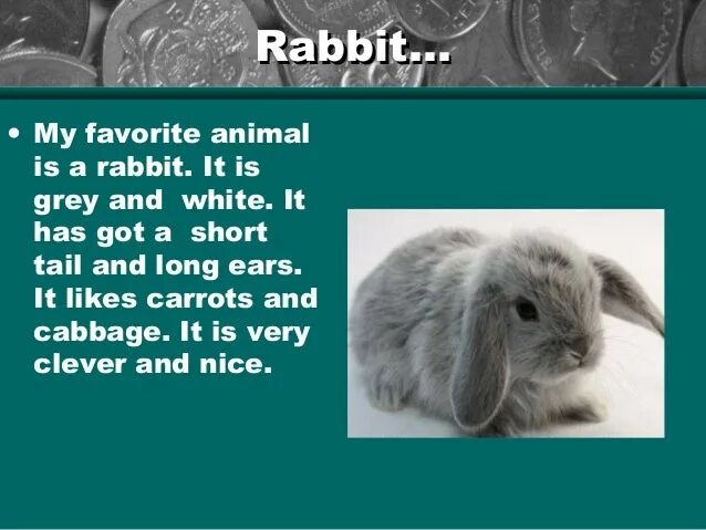 Проект my favourite animal. Рассказ о кролике по английскому языку. Рассказ про кролика на английском. Рассказ my favourite animal.