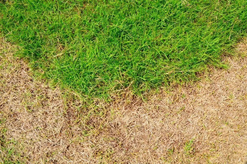 Grass check. Grass texture 8к. зеленый газон. искусственный газон текстура. земля с травой.
