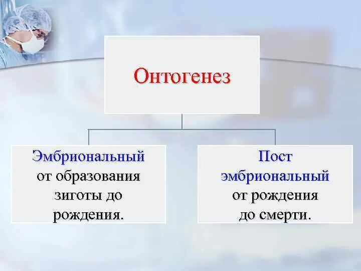 Онтогенез автор. Эмбриональный онтогенез. этапы онтогенеза человека. период рождения в онтогенезе. периоды онтогенеза человека.