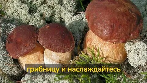 Белые царские грибы