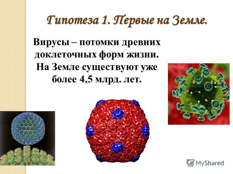 Наследственный аппарат вируса формы жизни бактериофаги