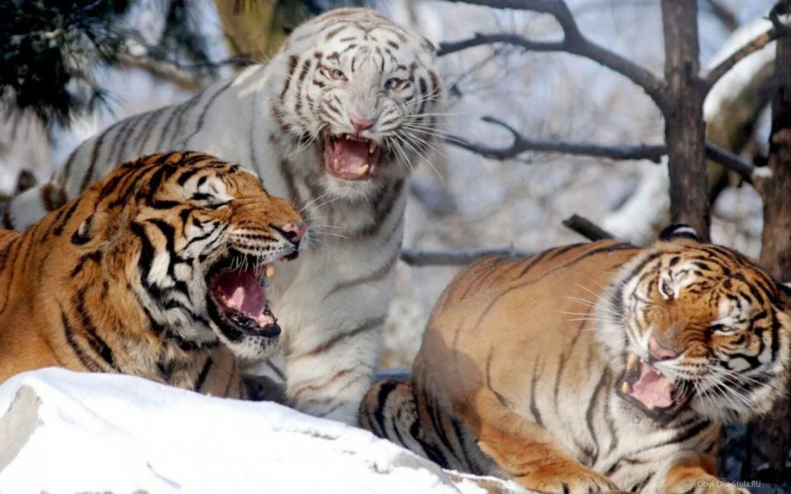 Мужчина тигр в браке. Амурский тигр и белый тигр. Стая тигров. Амурский тигр белый. Когти тигра.