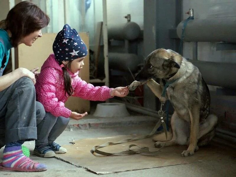 Приют человек помогите людям. Дети в приюте для животных. Дети помогают приюту для животных. Экскурсия школьников в приют для животных. Девушка в приюте для собак.