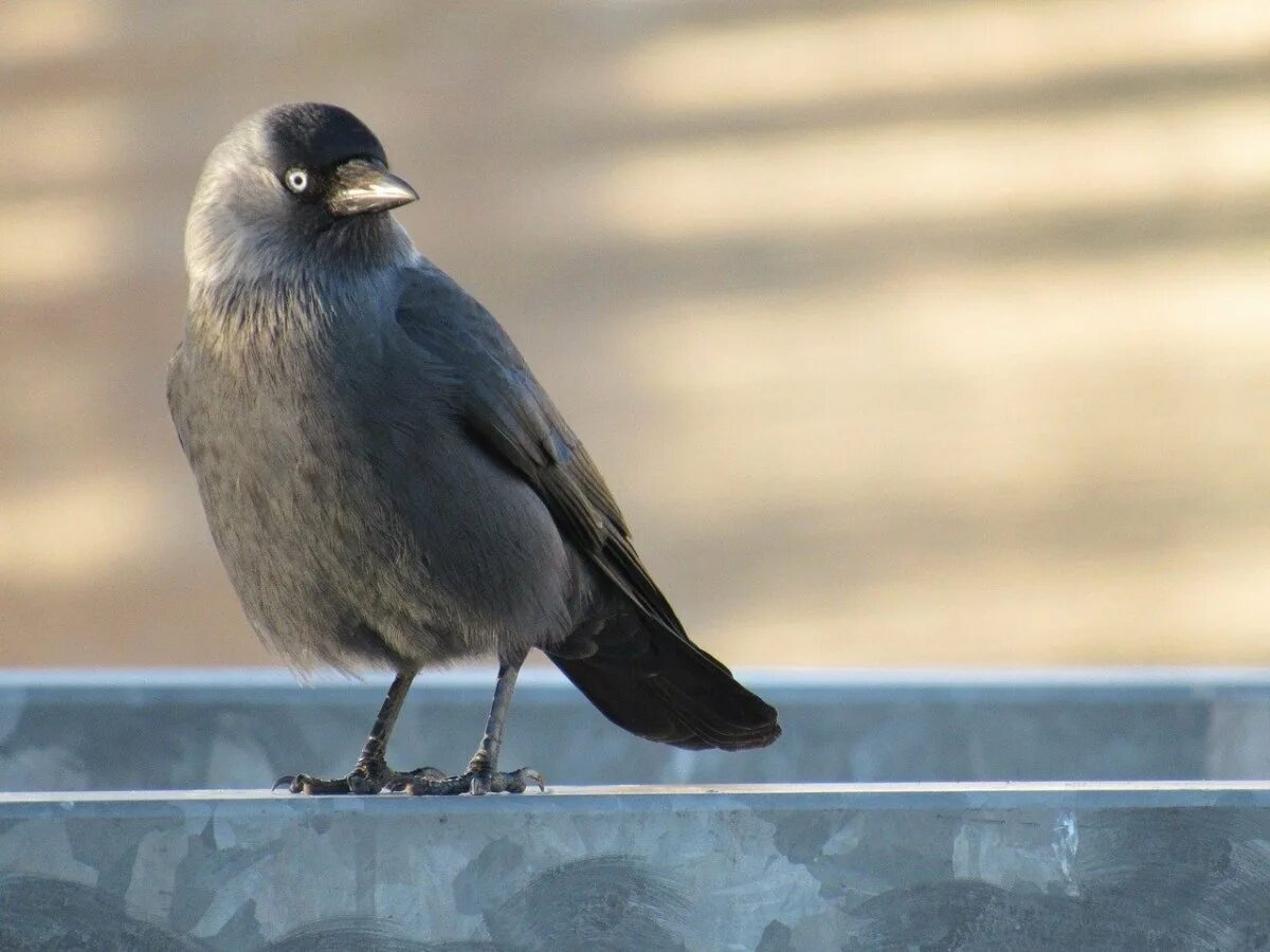 Как будет 16 серых птиц. Галка (corvus monedula). серая галка птица. галка обыкновенная. черная птица с серой головой.