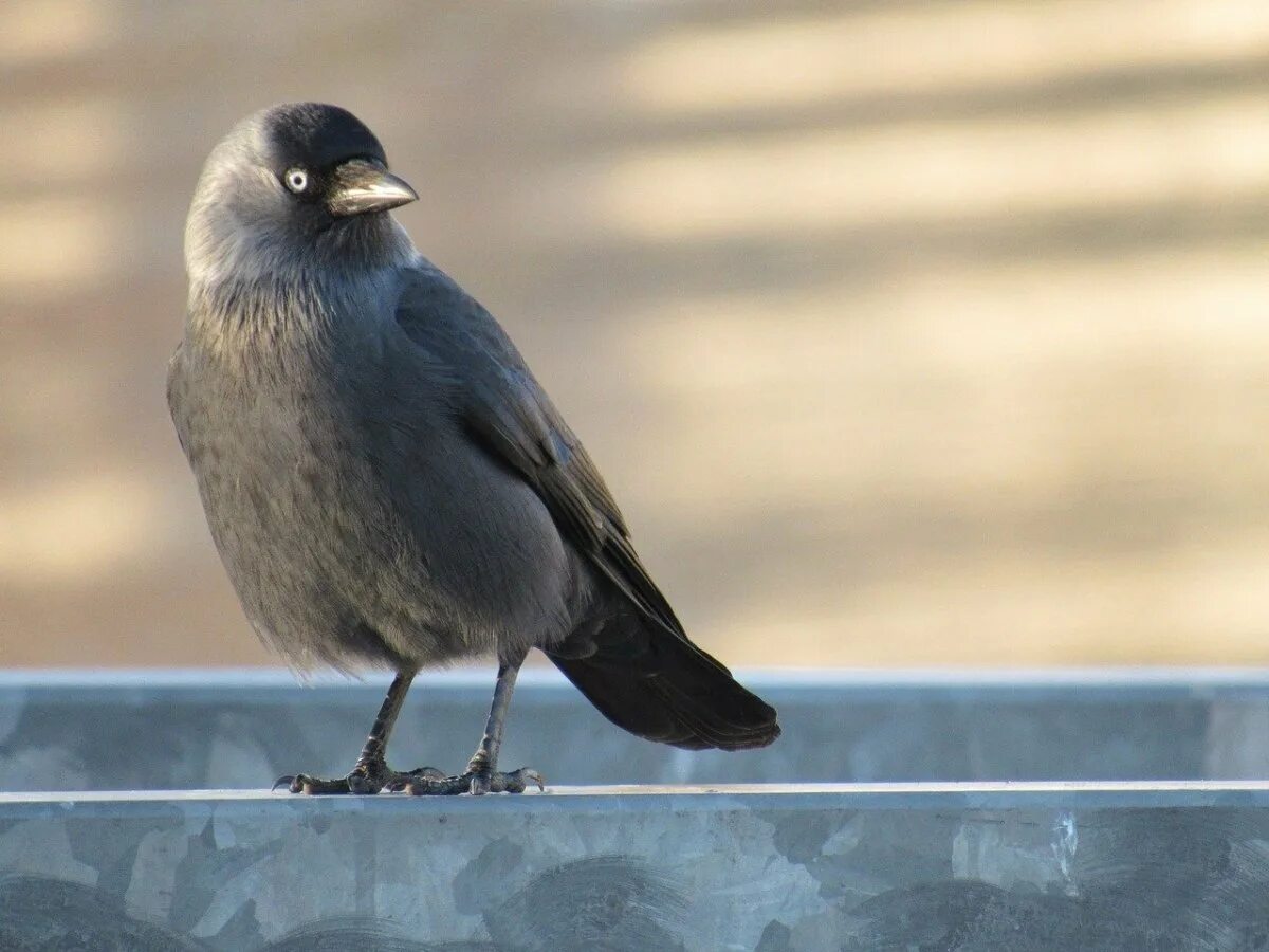 Галка (Corvus monedula). Серая Галка птица. Галка обыкновенная. Черная птица с серой головой. Включи серая птица