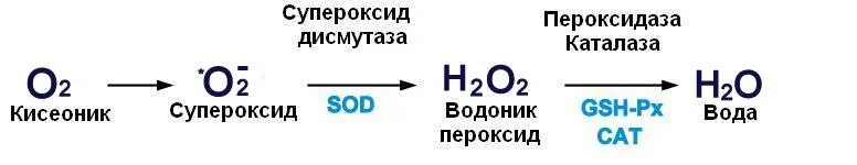 Супероксид. Оксид супероксид. оксид пероксид надпероксид супероксид. супероксид анион радикал.