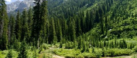 Хвойные леса северной америки и евразии