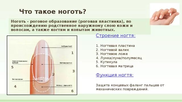 Функции ногтей. Ногти строение и функции анатомия. ногти особенности строения и функции. строение ногтевой пластины теория. строение ногтевой пластины слои ногтя.