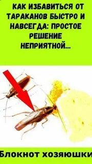 Сода от тараканов отзывы