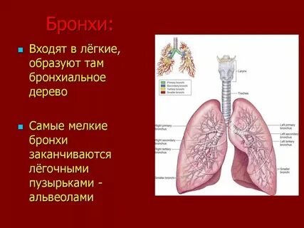 Какие органы образуют систему дыхания