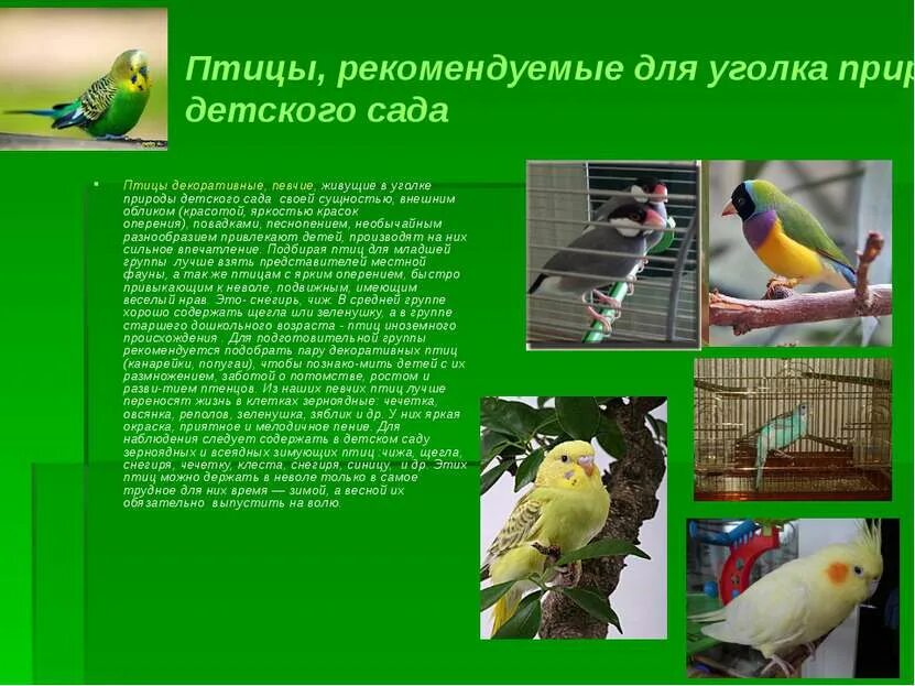 Виды содержания птиц. Птицы живого уголка. птицы в уголке природы в детском саду. птичий уголок в детском саду. название птиц в живом уголке.