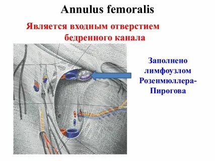 Где паховые лимфоузлы