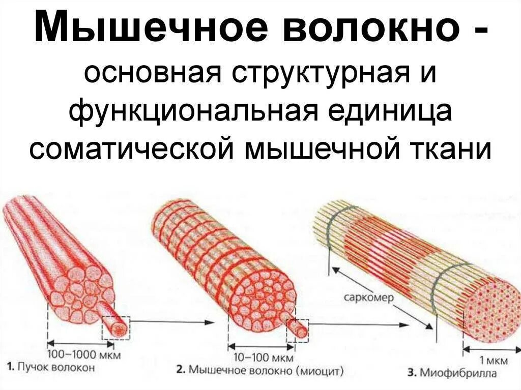 Какая мышца изображена на рисунке. Функция сарколеммы мышечного волокна. Типы мышечных волокон скелетной мускулатуры. Структурно-функциональные особенности мышечных волокон.. Z мембрана мышечного волокна.