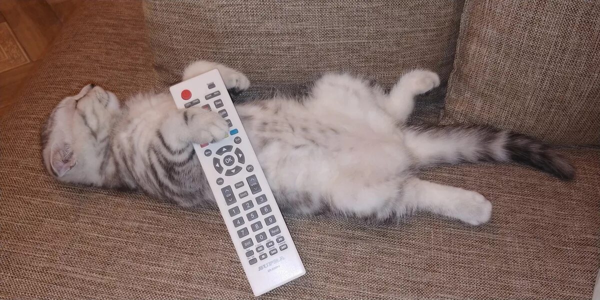 Кот с пультом от телевизора. Пульт от кота. Кот с пультом на диване. Смешной пульт. Принеси пульт