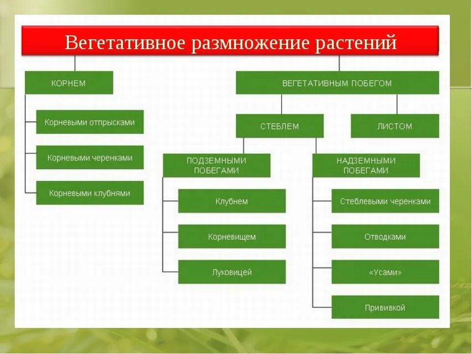 Заполнить таблицу вегетативное размножение. Схема по биологии способы размножения растений. Схема способы размножения растений биология 6. Вегетативный способ размножения растений примеры и виды. Схема способ вегетативного размножения и примеры растений.