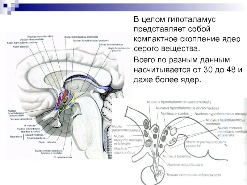 Промежуточный мозг 2) продолговатый мозг 3) мозжечок. Неспецифические структуры среднего мозга. Мозжечок продолговатый мозг мост ножки мозга. Зрительные бугры четверохолмия. Таламус это железа.
