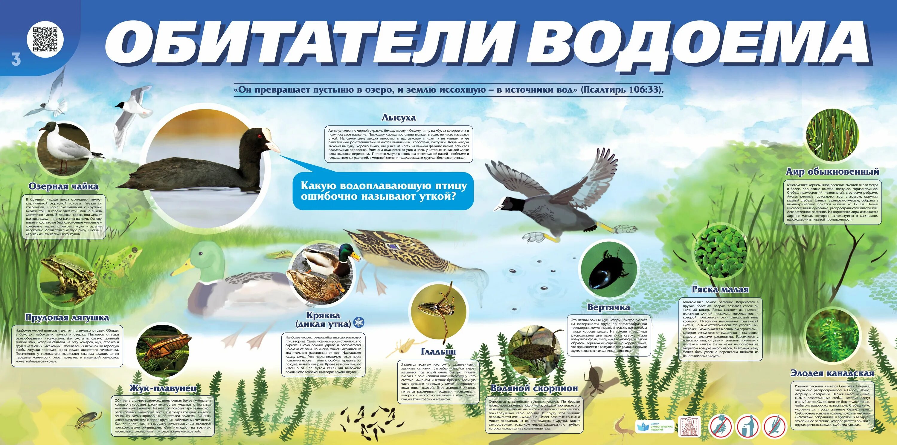Картинки КАРТИНКИ РАЗВИТИЯ ЛЯГУШКИ
