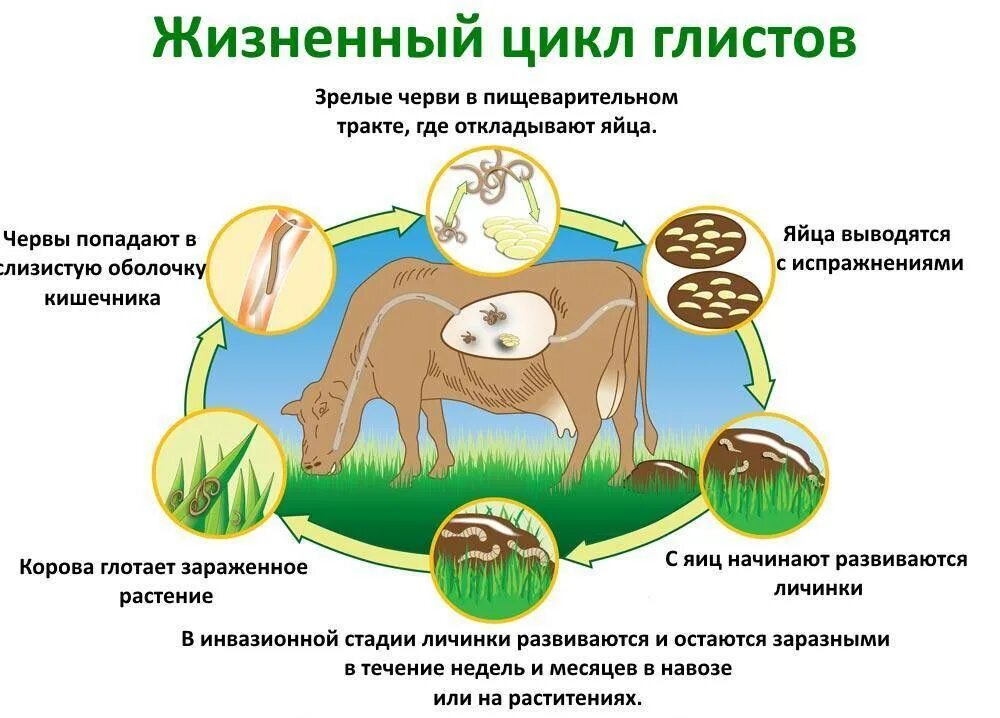 Стадия жизненного цикла червя. Жизненный цикл гельминтов. Схема жизненного цикла червей паразитов животных. Жизненный цикл гельминтов схема. Цикл развития гельминтов у животных.