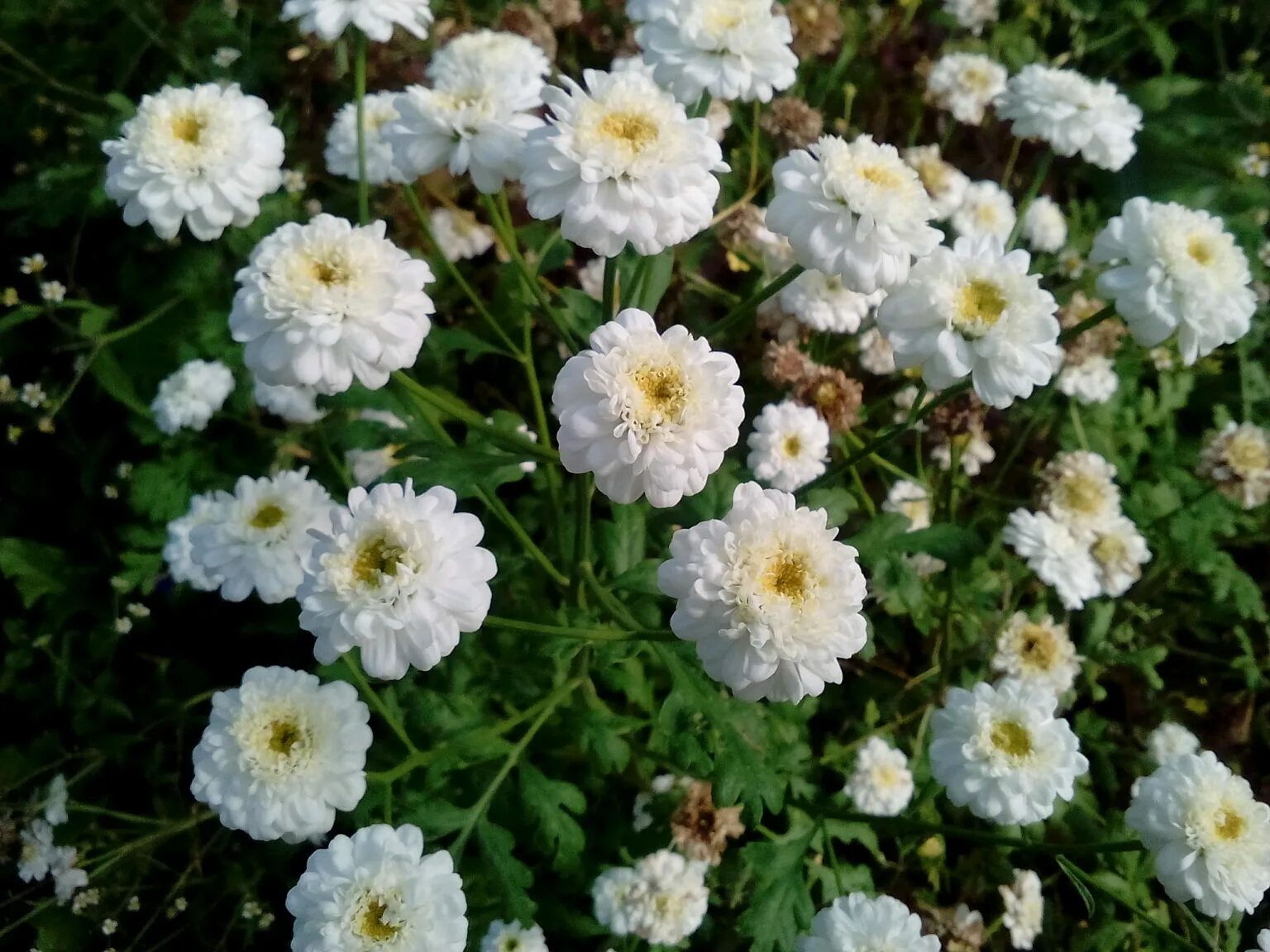 Строение хризантемы. Какую температуру выдерживают хризантемы. Англия селекция кризантем. Температура хранения букетов. Хризантема белая комнатная.