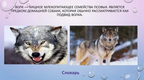Тема рассказа бурый волк