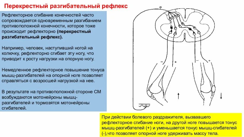 Болевой защитный рефлекс рефлекторная дуга. Перекрестный разгибательный рефлекс. Дуга сгибательного рефлекса. Рефлекс сгибания схема.