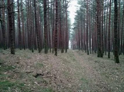 Озерское лесничество