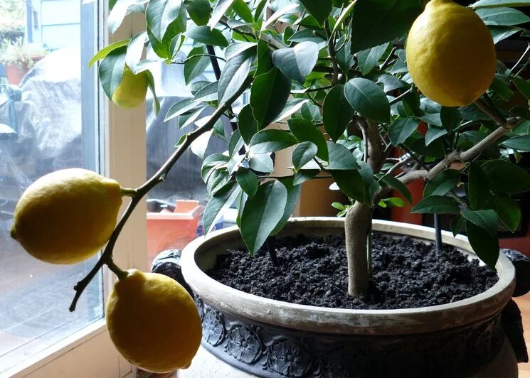 Можно из косточки лимона вырастить лимон. Цитрус (комнатное растение) лимон Мейера. Лимонные деревья Узбекистан. Лимон Ташкентский дерево. Лимон юдзу дерево.