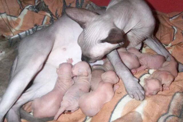 Через сколько кормить кошку после родов. Сфинксы котята родившиеся. Новорожденные Канадские сфинксы. Новорожденные котята канадского сфинкса.
