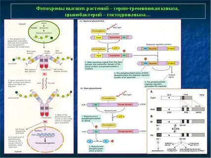 Фитохром