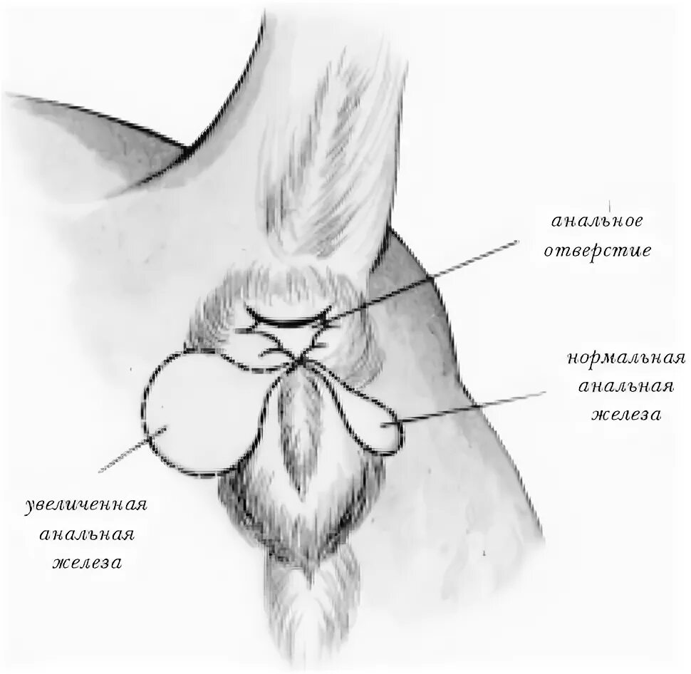 Где задний проход. Параанальные железы у собак. Параанальных железы кот. Параанальная железа у собаки. Очистка параанальных желез у кошек.