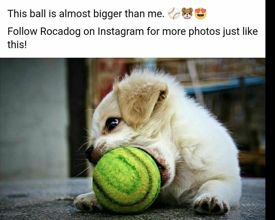 Puppy playing 2