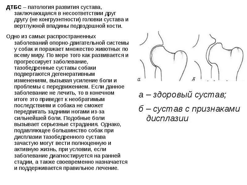 Лечение тазобедренного сустава у собак