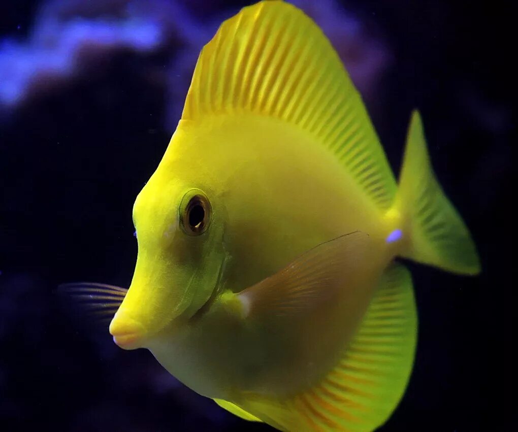 Fish may be