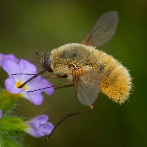 Bee fly. Bee Fly - systoechus. Fox-furred Bee-Fly.