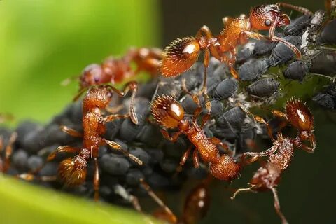 Ant farming