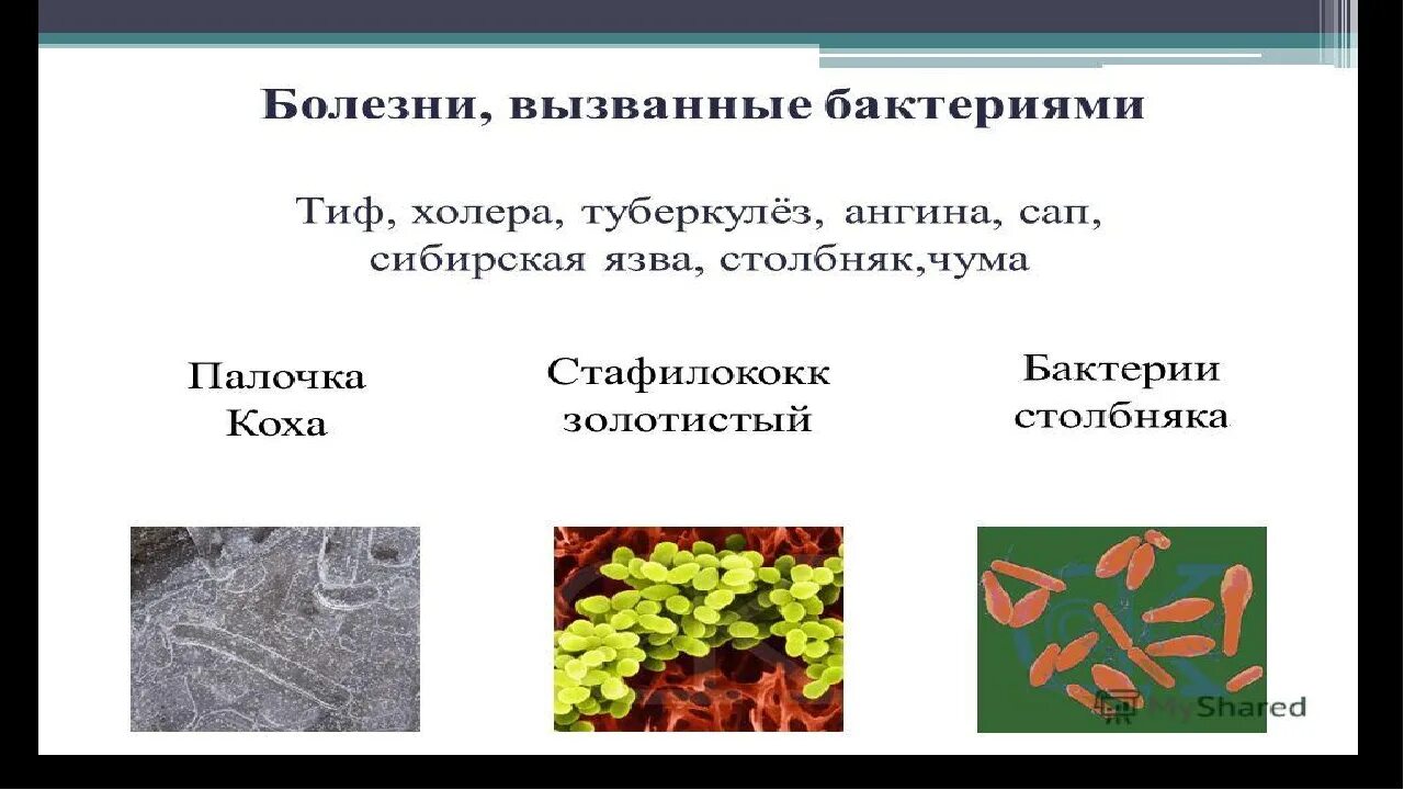 Проект царство бактерий 5 класс биология. Презентация по биологии. Презентация на тему бактерии. Бактерии 5 класс.