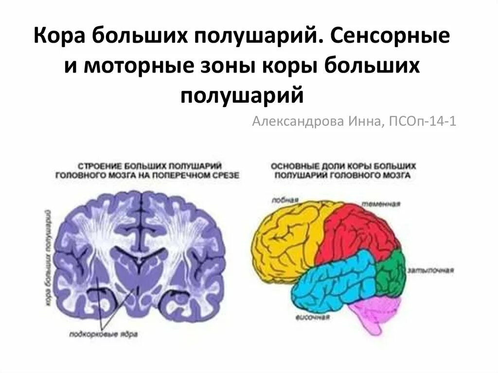 Мозг строение доли больших полушарий. Основные доли коры больших полушарий головного мозга. Доли коры больших полушарий головного МО.