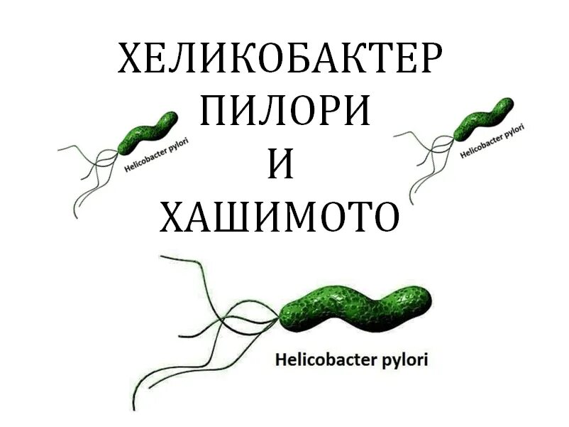 Хеликобактер пилори погибает. Бактерия хеликобактер пилори схема. Хеликобактер пилори колонии. Влияние хеликобактер пилори. Народные средства хеликобактер.