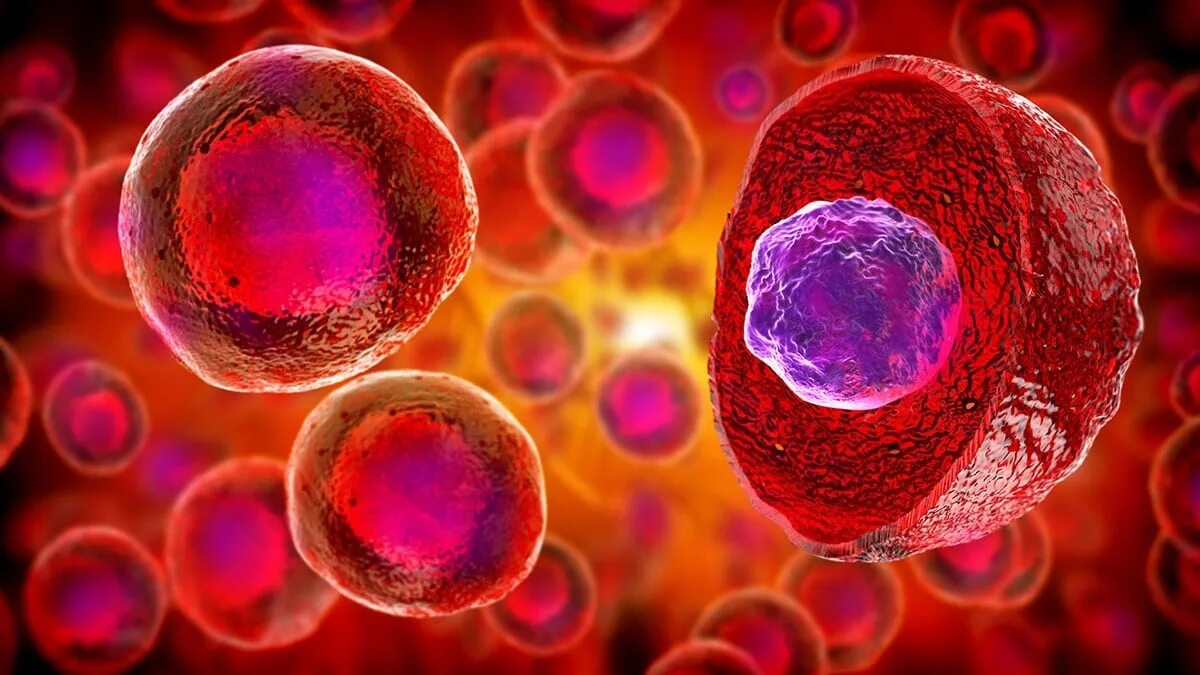 1 стволовые клетки. Фетальная стволовая клетка. Эмбриональные стволовые клетки человека. Фетальные стволовые клетки под микроскопом. Эмбриональная стволовая клетка.