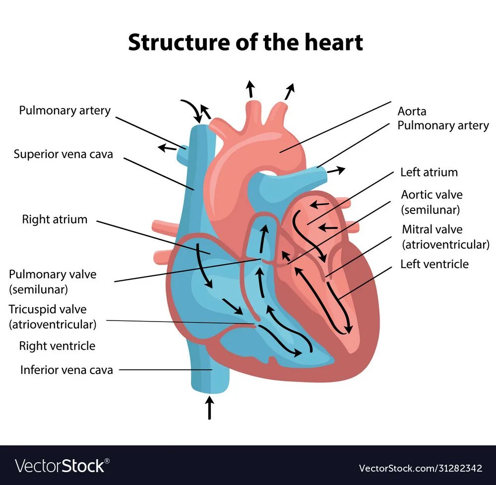 The heart structure. Heart structure. the structure of the heart chambers. the internal structure of the heart. heart function.