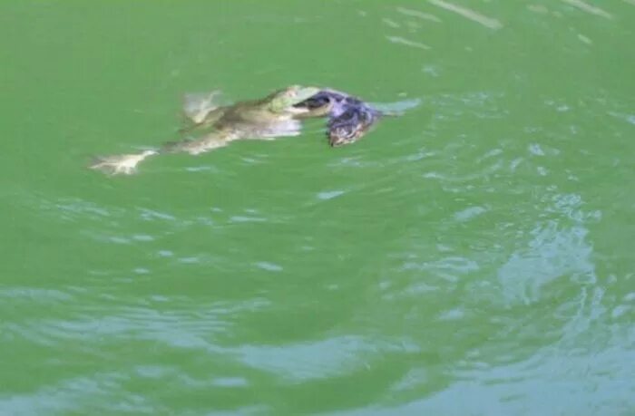 Бурундук плавает. Хитридиомикоз амфибий. Топить лягушку. Утонувшая жаба. Утонувшая жаба.