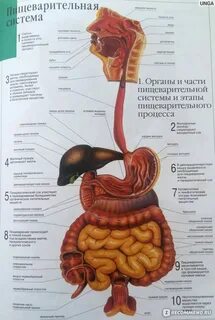 Атлас органов человека