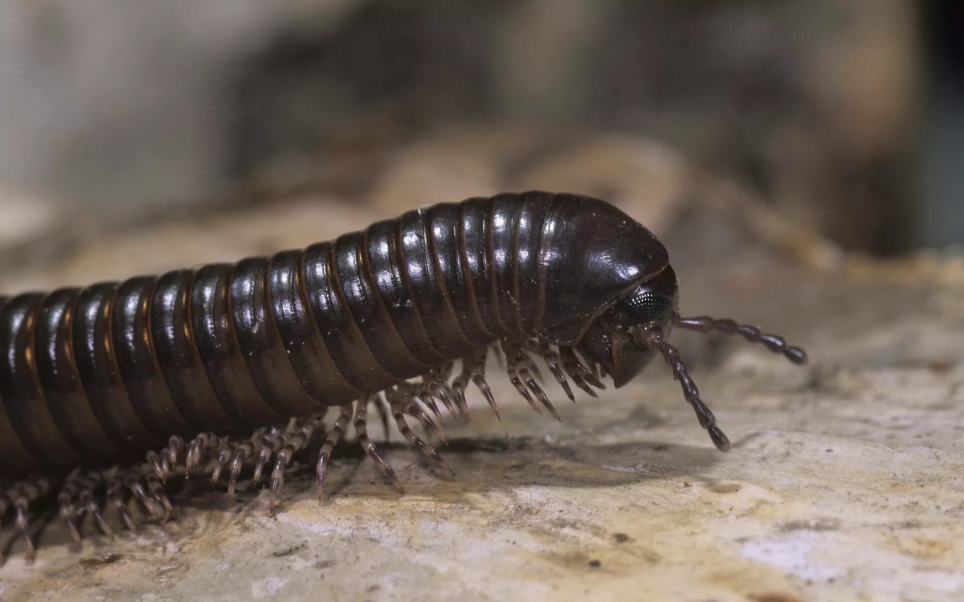 Многоножка как называется. Черная сороконожка сколопендра. Многоножка Millipede красная. Крымская многоножка кивсяк. Мокрица многоножка.