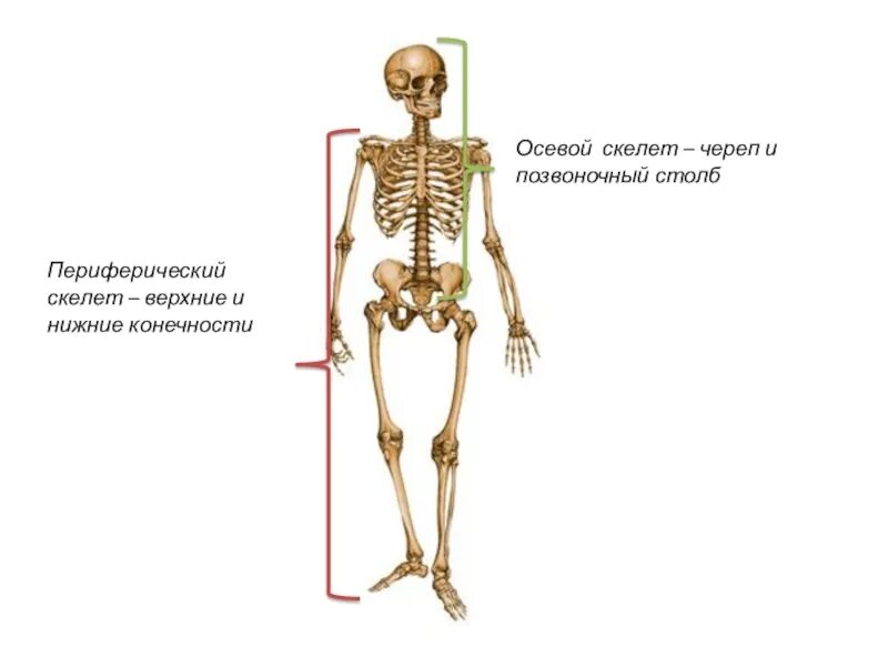 Осевой скелет и периферический скелет. Осевой скелет человека анатомия. Строение осевого и добавочного скелета. Осевой и добавочный скелет анатомия.